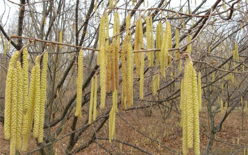 American Hazelnut Filbert (Corylus Americana) - 3 Pack Of 1.5 Quart Pots 7 American Hazelnut Filbert (Corylus Americana) - 3 Pack Of 1.5 Quart Pots - Image 5
