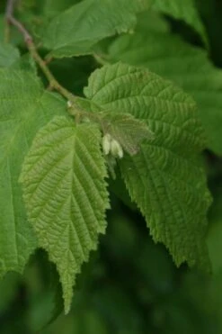 American Hazelnut Filbert (Corylus Americana) - 3 Pack Of 1.5 Quart Pots 17 American Hazelnut Filbert (Corylus Americana) - 3 Pack Of 1.5 Quart Pots -Garden Plant Seeds corylus american american hazelnut fall leaves 12
