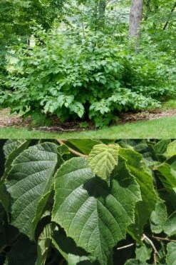 American Hazelnut (Filbert) - 3 Gallon Pot 14 American Hazelnut (Filbert) - 3 Gallon Pot -Garden Plant Seeds corylus american american hazelnut fall leaves 13 1