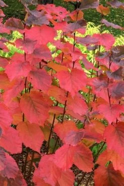 American Hazelnut (Filbert) - 3 Gallon Pot 18 American Hazelnut (Filbert) - 3 Gallon Pot -Garden Plant Seeds corylus american american hazelnut fall leaves 6 1