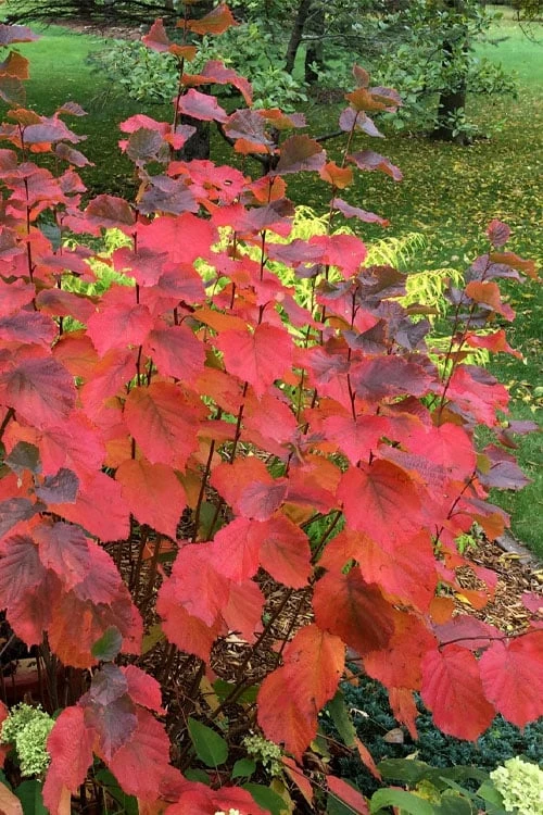 American Hazelnut (Filbert) - 3 Gallon Pot 3 American Hazelnut (Filbert) - 3 Gallon Pot