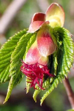 American Hazelnut Filbert (Corylus Americana) - 3 Pack Of 1.5 Quart Pots 16 American Hazelnut Filbert (Corylus Americana) - 3 Pack Of 1.5 Quart Pots -Garden Plant Seeds corylus american american hazelnut fall leaves 8
