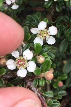 Streib's Findling Cotoneaster - 1 Gallon Pot -Garden Plant Seeds cotoneaster dammeri streibs findling 3