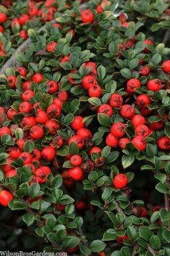 Streib's Findling Cotoneaster - 1 Gallon Pot -Garden Plant Seeds cotoneaster dammeri streibs findling 8
