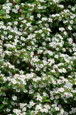 Streib's Findling Cotoneaster - 1 Gallon Pot -Garden Plant Seeds cotoneaster dammeri streibs findling 9