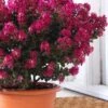 Berry Dazzle Dwarf Crape Myrtle - 1 Gallon Pot 2 Berry Dazzle Dwarf Crape Myrtle - 1 Gallon Pot -Garden Plant Seeds crape myrtle berry dazzle 100