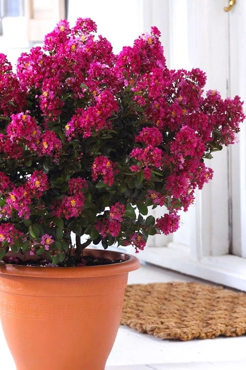 Berry Dazzle Dwarf Crape Myrtle - 1 Gallon Pot 3 Berry Dazzle Dwarf Crape Myrtle - 1 Gallon Pot