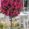 Berry Dazzle Dwarf Crape Myrtle (Single-Trunk Topiary) - 7 Gallon Pot 2 Berry Dazzle Dwarf Crape Myrtle (Single-Trunk Topiary) - 7 Gallon Pot -Garden Plant Seeds crape myrtle berry dazzle tree form topiary standard 1