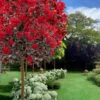 Black Diamond Best Red Crape Myrtle (Single Trunk Tree) - 7 Gallon Pot -Garden Plant Seeds crape myrtle black diamond best red single trunk tree 3