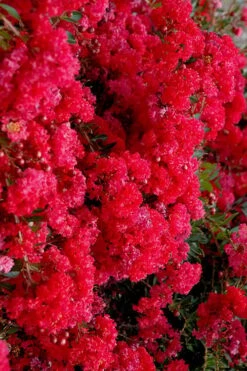 Cherry Dazzle Dwarf Crape Myrtle - 1 Gallon Pot -Garden Plant Seeds crape myrtle cherry dazzle 30