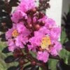 Delta Jazz Crape Myrtle - 2 Gallon Pot -Garden Plant Seeds crape myrtle delta jazz 201