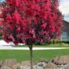 Double Dynamite Crape Myrtle Tree (Single Trunk Tree) - 7 Gallon Pot (5-6') -Garden Plant Seeds crape myrtle double dynamite 100