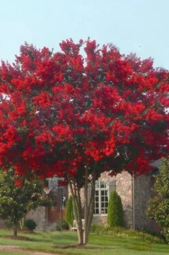 Dynamite Red Crape Myrtle - 6 Pack Of 1 Gallon Pots -Garden Plant Seeds crape myrtle dynamite 10 2