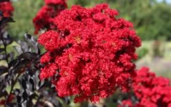 Ebony Flame Crape Myrtle - 7 Gallon Pot (4-5') -Garden Plant Seeds crape myrtle ebony flame flower closeup 1