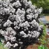 Lunar Magic Crape Myrtle Tree (Multi Trunk) - 3 Gallon Pot -Garden Plant Seeds crape myrtle lunar magic 22