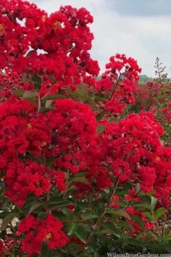 Miss Frances Red Crape Myrtle - 7 Gallon Pot (4-5') 9 Miss Frances Red Crape Myrtle - 7 Gallon Pot (4-5') -Garden Plant Seeds crape myrtle miss frances red 1 1