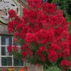 Miss Frances Red Crape Myrtle - 3 Gallon Pot -Garden Plant Seeds crape myrtle miss frances red 2