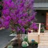 Miss Sandra Purple Crape Myrtle - 6 Pack Of 1 Gallon Pots 2 Miss Sandra Purple Crape Myrtle - 6 Pack Of 1 Gallon Pots -Garden Plant Seeds crape myrtle miss sandra purple 1
