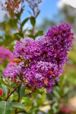 Miss Sandra Purple Crape Myrtle - 6 Pack Of 1 Gallon Pots -Garden Plant Seeds crape myrtle miss sandra purple 2