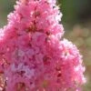 Sioux Pink Crape Myrtle - 6 Pack Of 1 Gallon Pots 2 Sioux Pink Crape Myrtle - 6 Pack Of 1 Gallon Pots -Garden Plant Seeds crape myrtle sioux pink 52 1