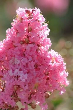 Sioux Pink Crape Myrtle Tree (Single Trunk) - 5 Gallon Pot -Garden Plant Seeds crape myrtle sioux pink 52