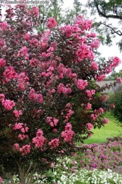 Twilight Magic Crape Myrtle - 3 Gallon Pot -Garden Plant Seeds crape myrtle twilight magic 2