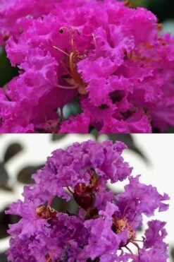 Twilight Purple Crape Myrtle - 5 Gallon Pot -Garden Plant Seeds crape myrtle twilight purple 22 1