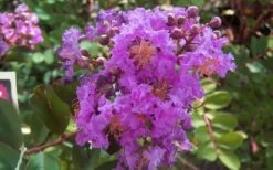 Early Bird Purple Crape Myrtle - 2 Gallon Pot 11 Early Bird Purple Crape Myrtle - 2 Gallon Pot -Garden Plant Seeds crapemyrtleearlybirdpurple