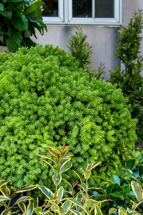 Dragon Prince Cryptomeria - 1 Gallon Pot 8 Dragon Prince Cryptomeria - 1 Gallon Pot - Image 6