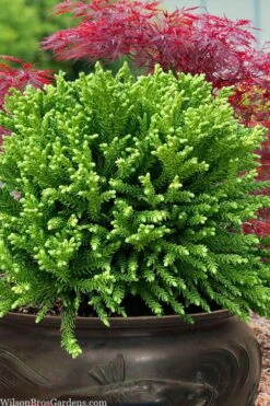 Dragon Prince Cryptomeria - 3 Gallon Pot -Garden Plant Seeds cryptomeria dragon prince dwarf japanese cedar 4 2
