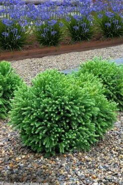 Dragon Prince Cryptomeria - 3 Gallon Pot -Garden Plant Seeds cryptomeria dragon prince dwarf japanese cedar 5 2