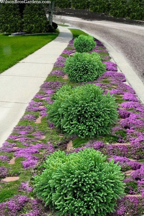 Dragon Prince Cryptomeria - 1 Gallon Pot 3 Dragon Prince Cryptomeria - 1 Gallon Pot