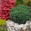 Dragon Warrior Cryptomeria - 3 Gallon Pot -Garden Plant Seeds cryptomeria dragon warrior japanese cedar 3