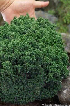 Dragon Warrior Cryptomeria - 3 Gallon Pot -Garden Plant Seeds cryptomeria dragon warrior japanese cedar 4