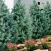 Carolina Sapphire Arizona Cypress - 3 Gallon Pot -Garden Plant Seeds cupressus arizonica arizona carolina sapphire cypress 101