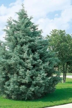 Carolina Sapphire Arizona Cypress - 6 Pack Of 1 Gallon Pots -Garden Plant Seeds cupressus arizonica arizona carolina sapphire cypress 102 1