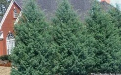 Carolina Sapphire Arizona Cypress - 6 Pack Of 1 Gallon Pots -Garden Plant Seeds cupressus arizonica arizona carolina sapphire cypress 103 1