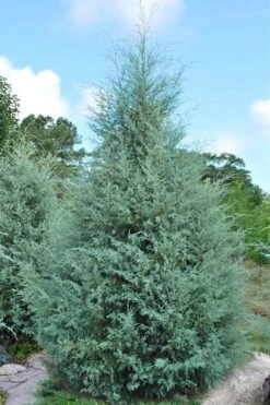 Carolina Sapphire Arizona Cypress - 3 Gallon Pot -Garden Plant Seeds cupressus arizonica arizona carolina sapphire cypress 1 thumbnail