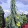 Raywood Weeping Arizona Cypress - 6 Gallon Pot 1 Raywood Weeping Arizona Cypress - 6 Gallon Pot -Garden Plant Seeds cupressus arizonica raymonds weeping arizona cypress 1