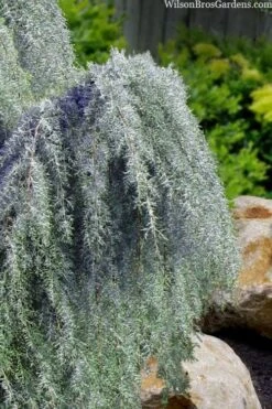 Raywood Weeping Arizona Cypress - 6 Gallon Pot -Garden Plant Seeds cupressus arizonica raymonds weeping arizona cypress 3