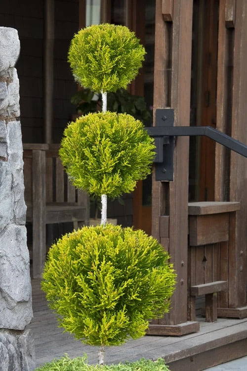Goldcrest Monterey Lemon Cypress - 3-Ball Poodle Tier Topiary - 3 Gallon Pot 3 Goldcrest Monterey Lemon Cypress - 3-Ball Poodle Tier Topiary - 3 Gallon Pot