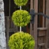 Goldcrest Monterey Lemon Cypress 3-Ball Poodle Tier Topiary - 7 Gallon Pot 2 Goldcrest Monterey Lemon Cypress 3-Ball Poodle Tier Topiary - 7 Gallon Pot -Garden Plant Seeds cypress goldcrest monterey poodle tier 1