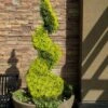 Goldcrest Monterey Lemon Cypress Spiral Topiary - 2 Gallon Pot -Garden Plant Seeds cypress goldcrest monterey spiral topiary 11