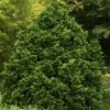 Tempelhof Hinoki Cypress - 1 Gallon Pot -Garden Plant Seeds cypress hinoki tempelhof 10