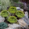 Daub's Frosted Juniper Pom Pom Topiary - 3 Gallon Pot -Garden Plant Seeds daubs frosted juniper pom pom topiary 2