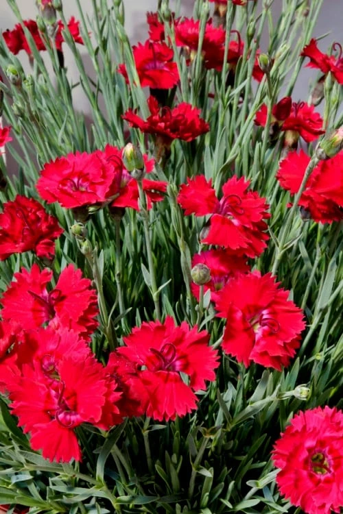 Fire Star Dianthus (Carnation) - 10 Pack Of Quart Pots 7 Fire Star Dianthus (Carnation) - 10 Pack Of Quart Pots - Image 5