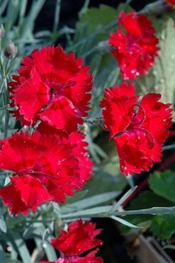 Fire Star Dianthus (Carnation) - 1 Gallon Pot -Garden Plant Seeds dianthus fire star cottage pinks 101 1