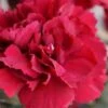 Super Trouper Velvet Red Dianthus (Carnation) - 10 Pack Of Quart Pots -Garden Plant Seeds dianthus super trouper velvet red 100