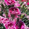 Super Trouper Magenta White Dianthus (Carnation) - 5 Pack Of Quart Pots -Garden Plant Seeds dianthus supertrouper magenta white 6