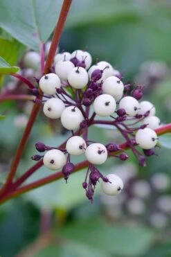 Red Osier Red Twig Dogwood (Cornus Sericea) - 2 Gallon Pot -Garden Plant Seeds dogwood red osier 500x750 1